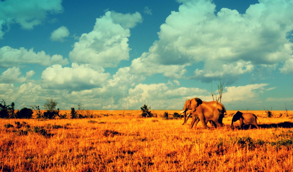 Слоны в саванне