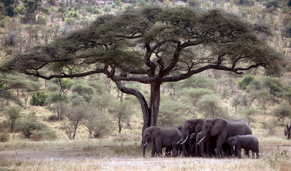 Семья слонов под деревом