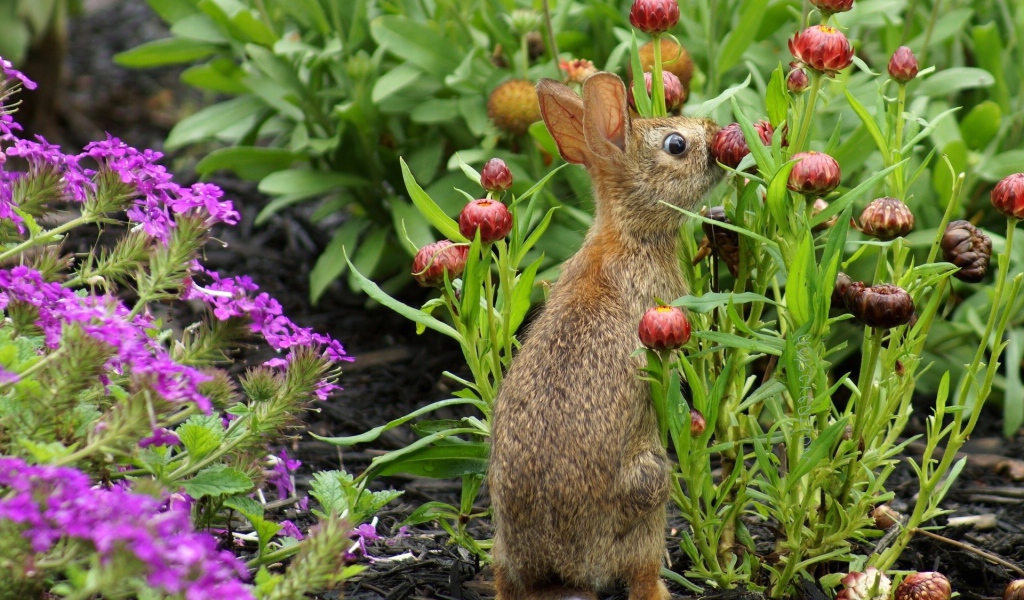Кролик прячется в цветах