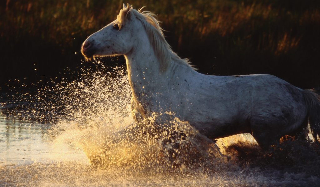 Древние лошади