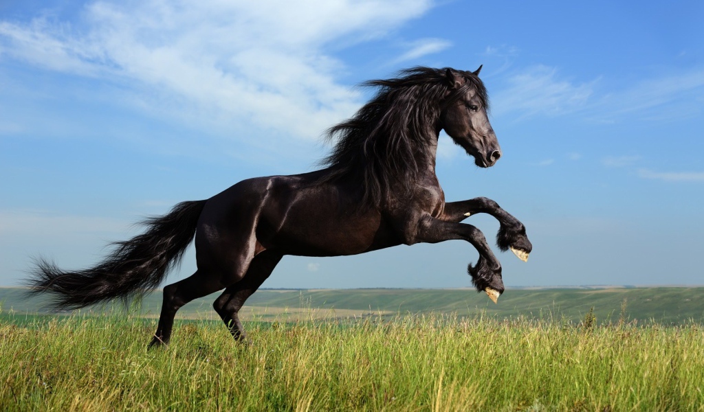 Красивая чёрная лошадь