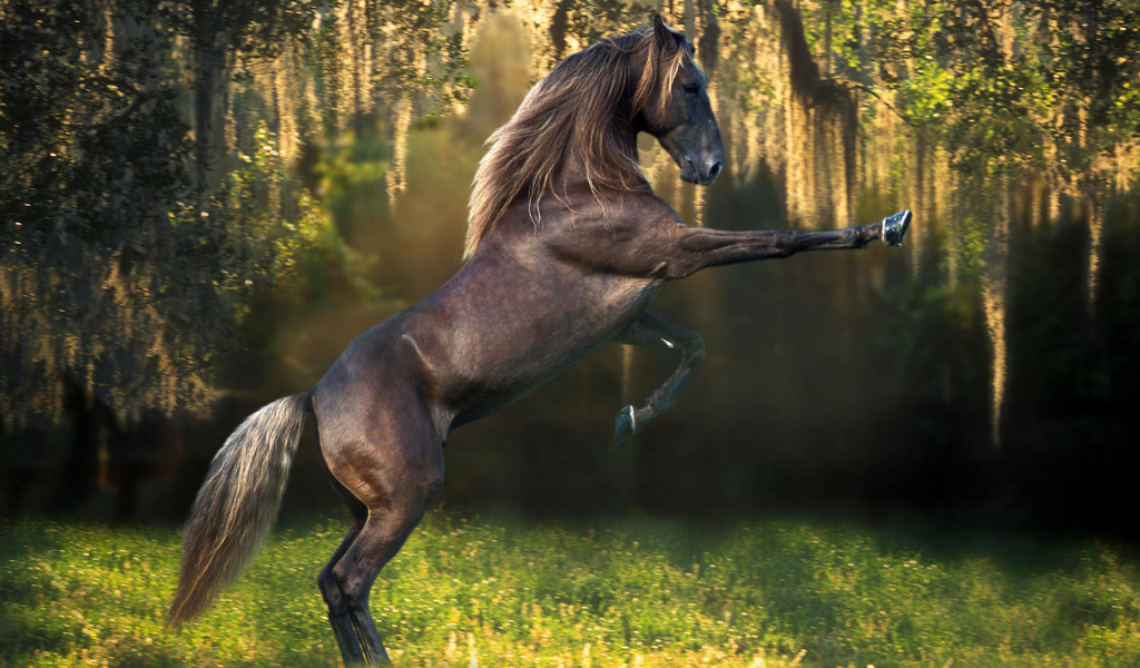 Красивые породы лошадей