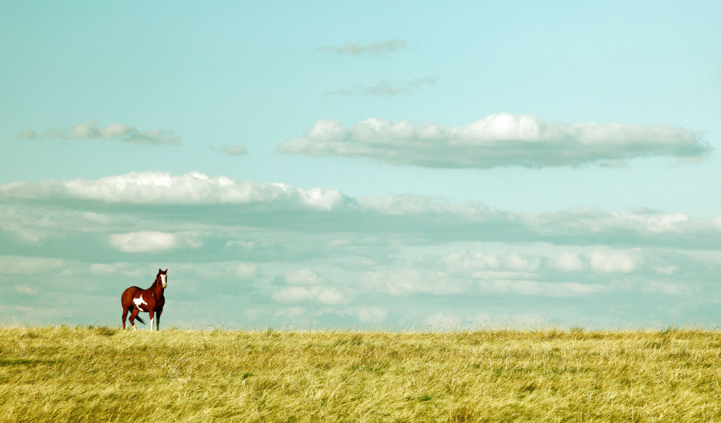 Красивая лошадь в поле