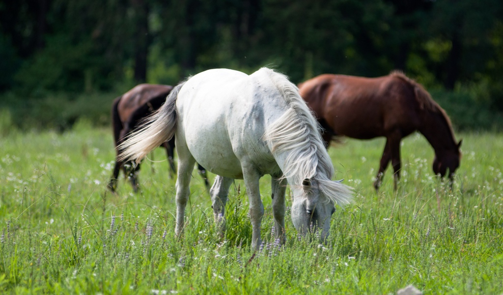 Крупные лошади