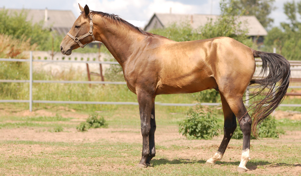 Буденновская лошадь