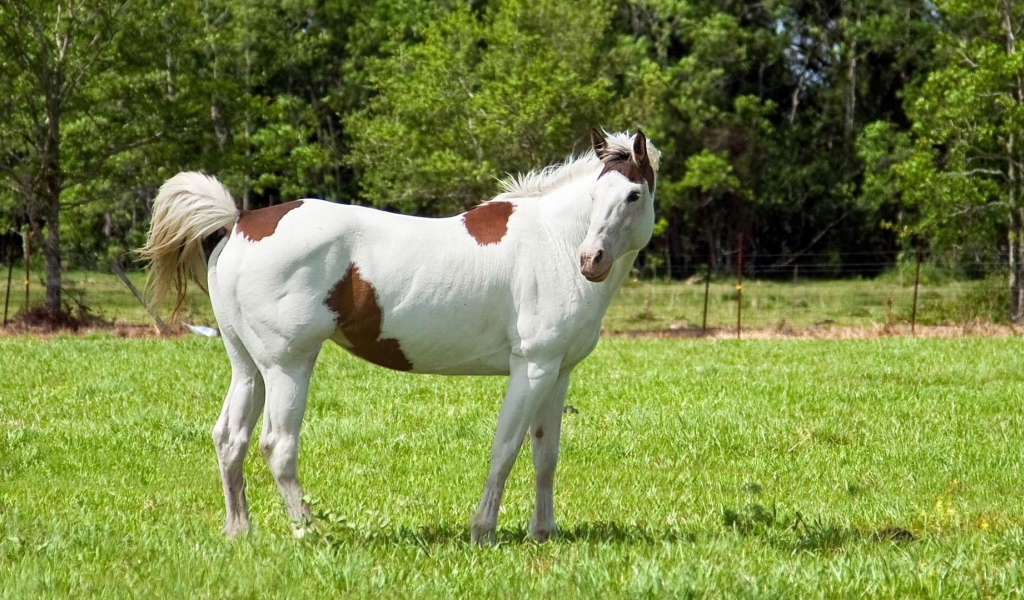 Colored horse