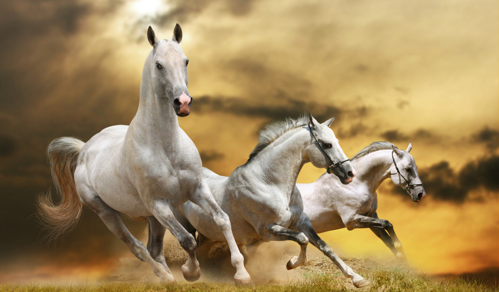 Страна лошадей