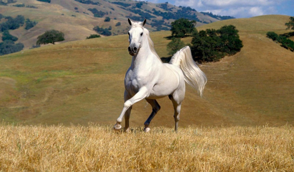 Танцующая лошадь