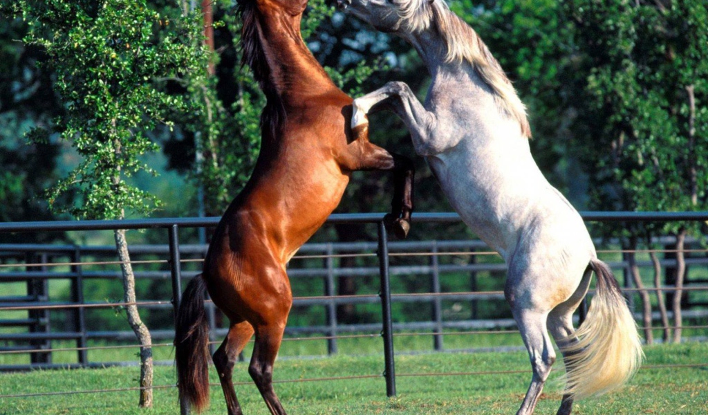 Танцы лошадей