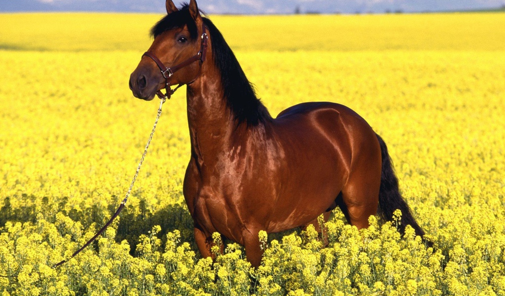Гнедая лошадь на желтом поле