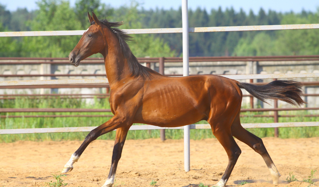 Донская лошадь