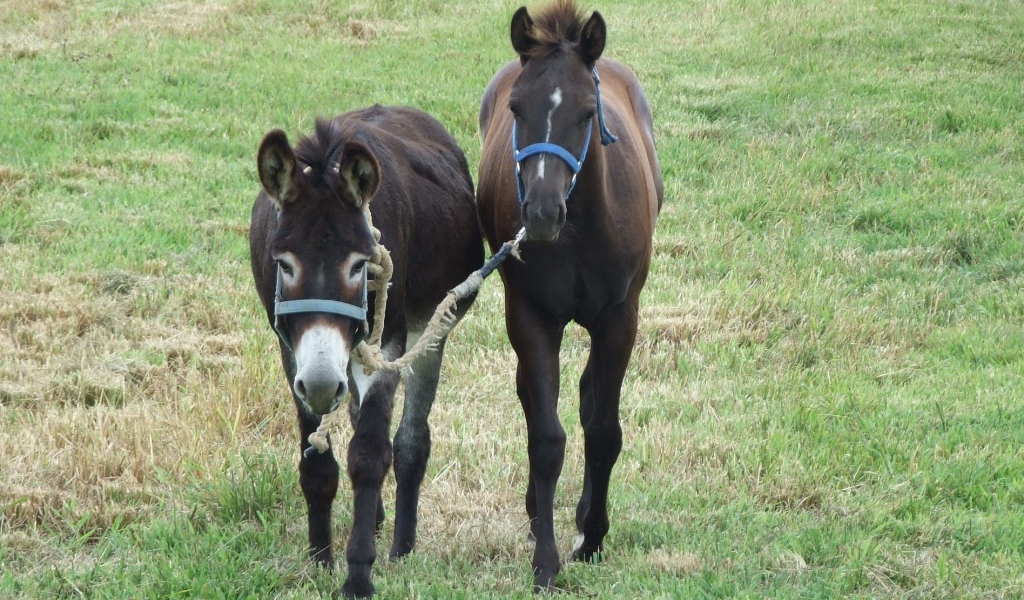Осел и лошадь