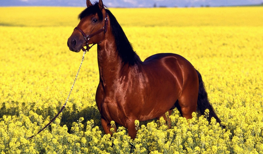 Восточная лошадь