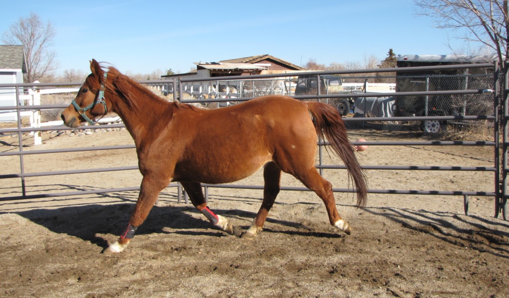 Толстая лошадь