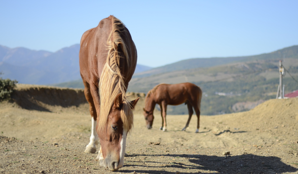 Прекрасные лошади