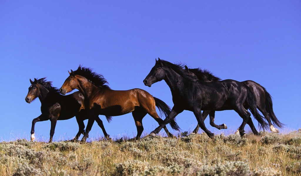 Четыре лошади