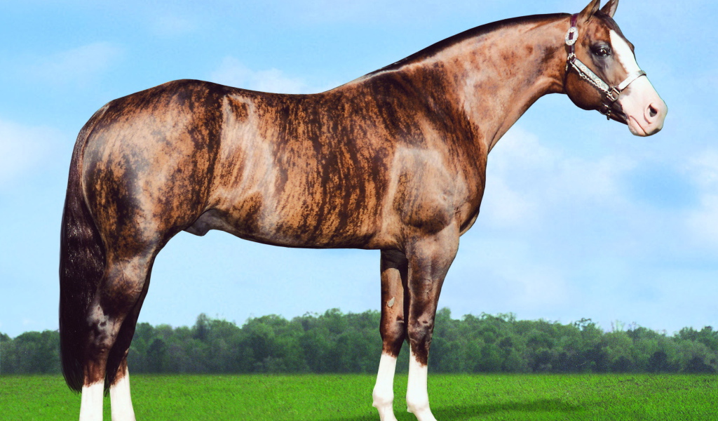 Золотая лошадь