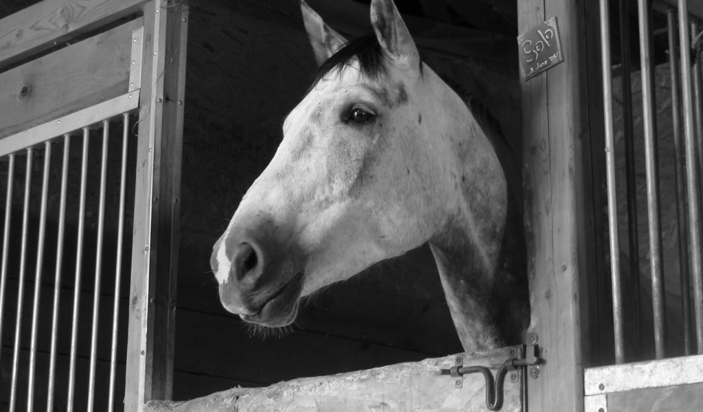 Загнанная лошадь