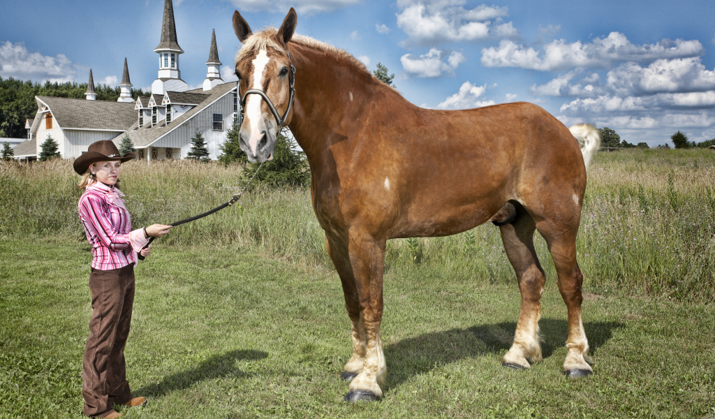Высокая лошадь