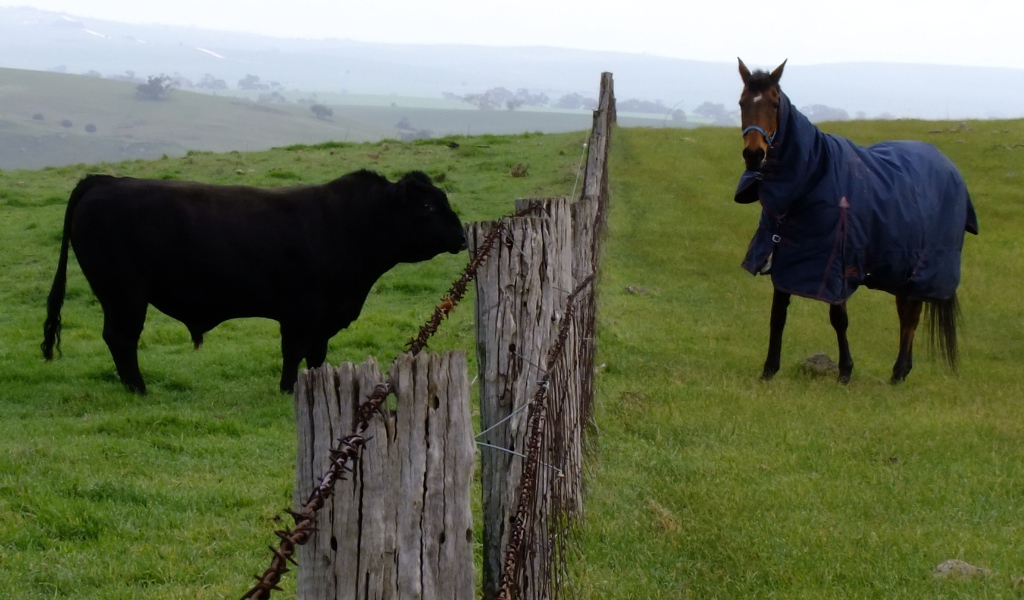 Лошадь и бык