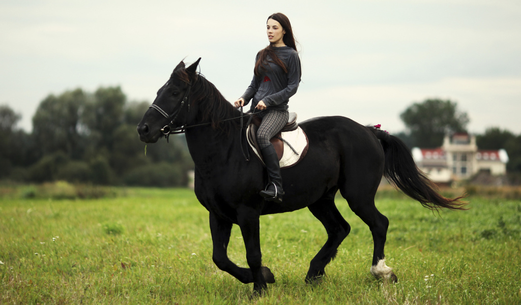 Лошадь со всадником