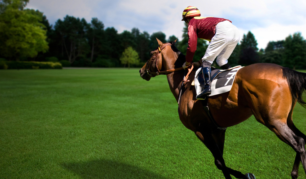 Езда на лошади