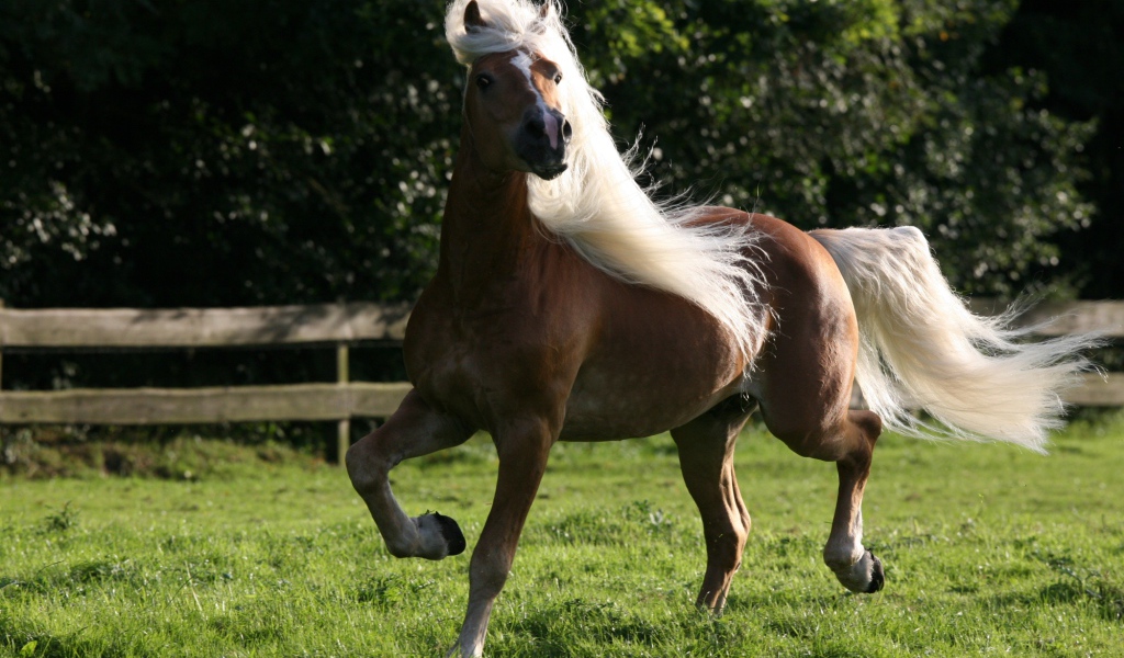 Лошадь домашняя