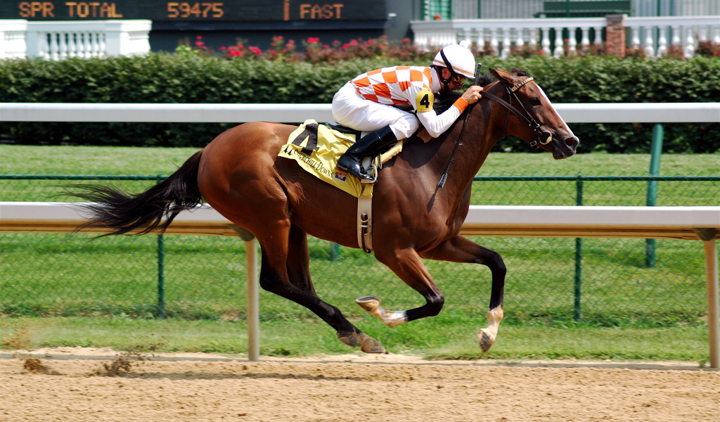 Скачки на лошадях