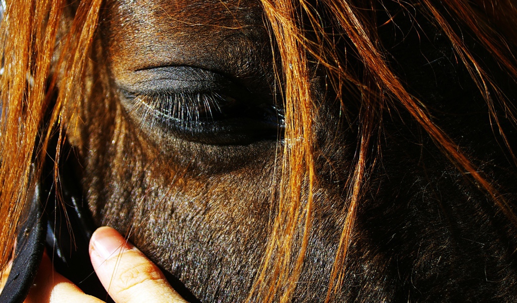 Глаза лошади