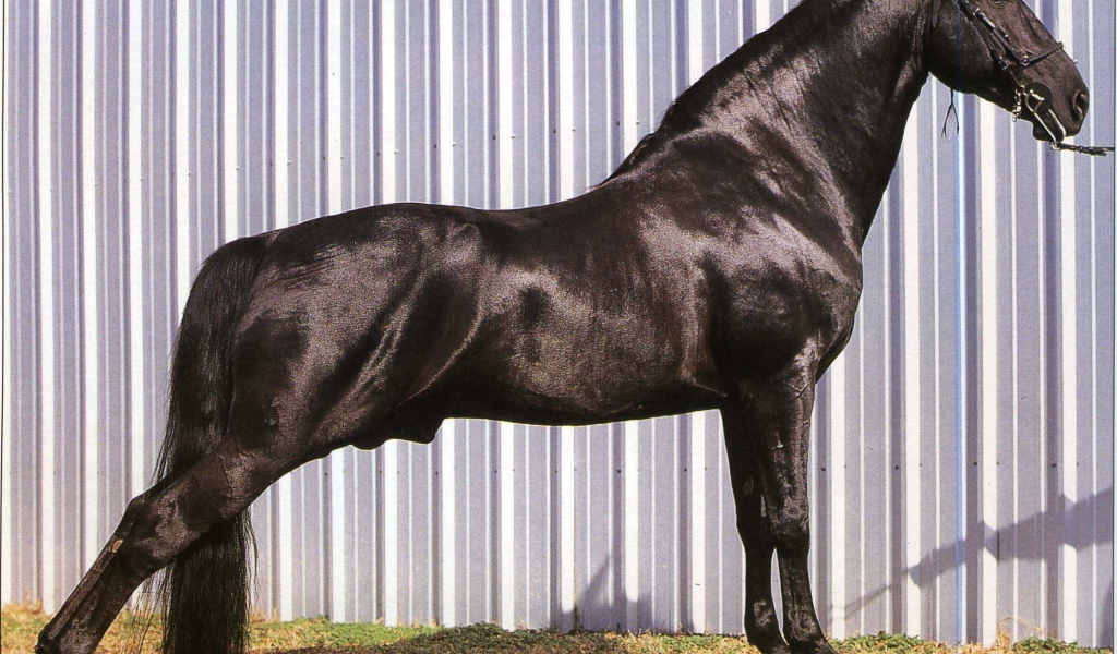 Выставка лошадей