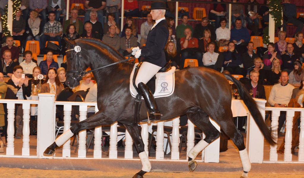 Лошади чемпионы