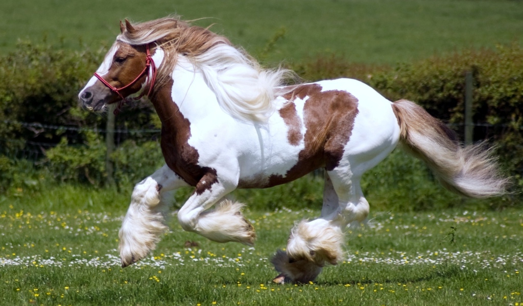 Тяжеловозные лошади