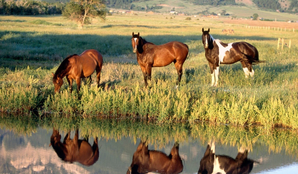 Лошади у ручья