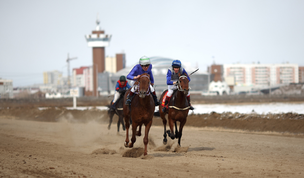 Лошади скакуны