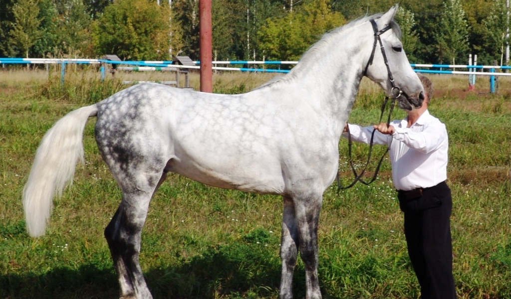 Лошади рысаки