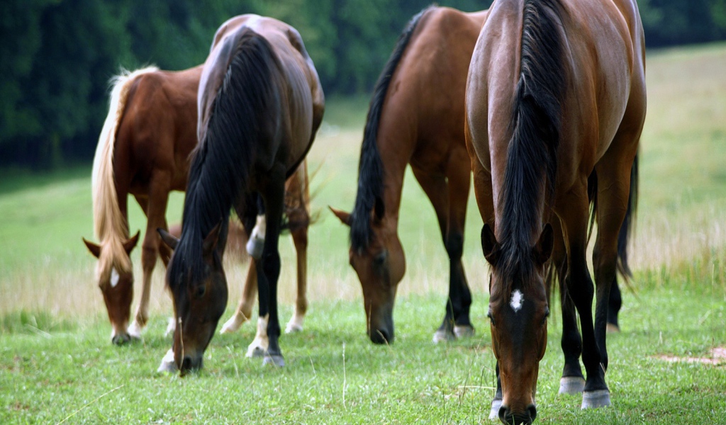 Большие лошади