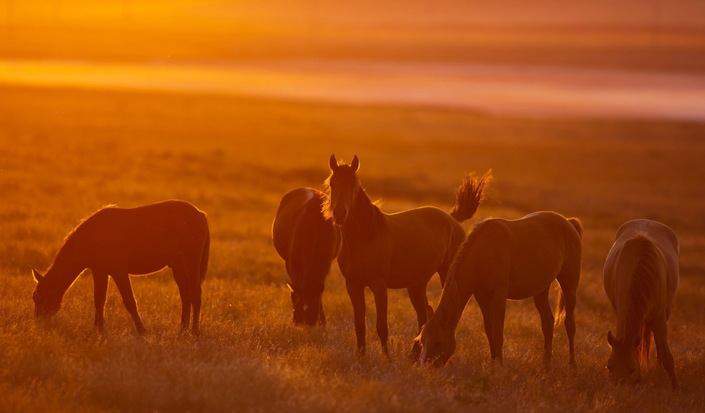 Легкие лошади