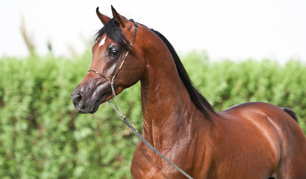 Маленькая лошадь