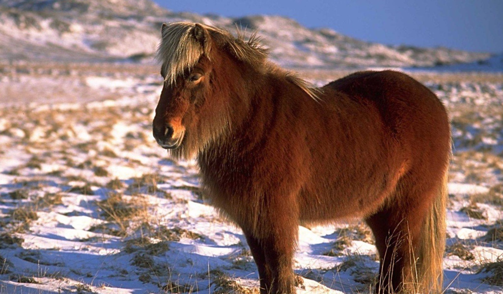 Карликовая лошадь