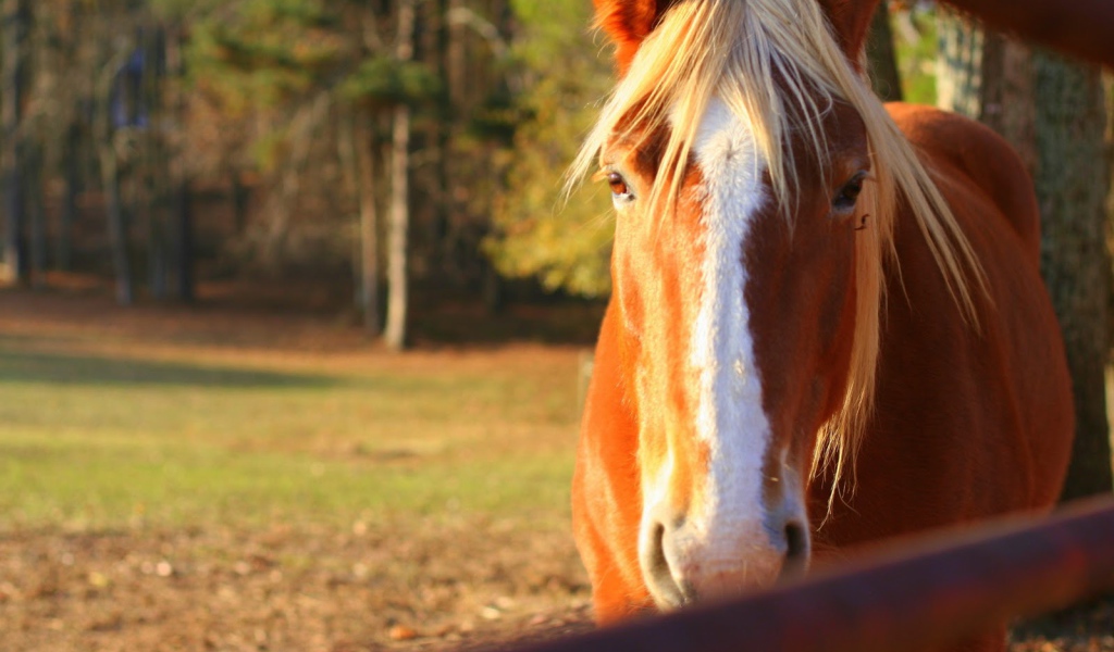 Чудо лошадь