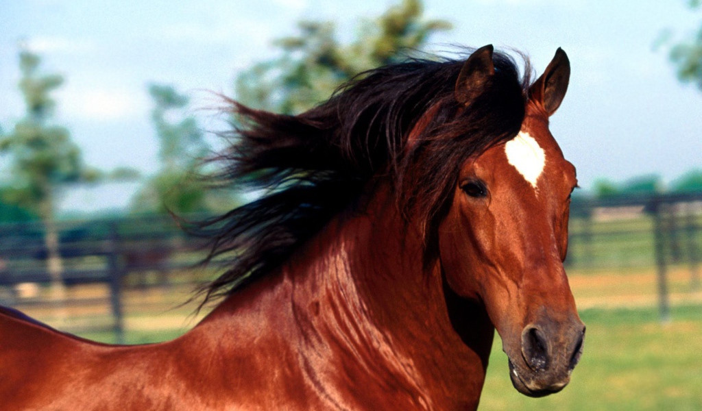 Изображение лошади
