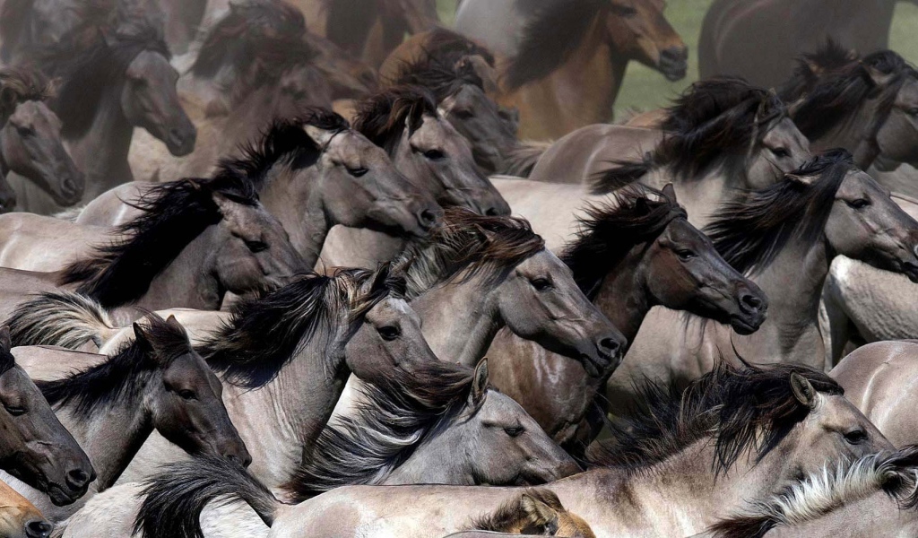 Планета лошадей