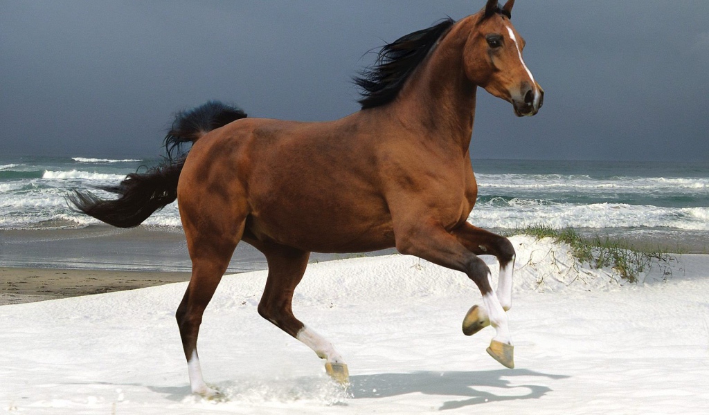 Бегущая лошадь