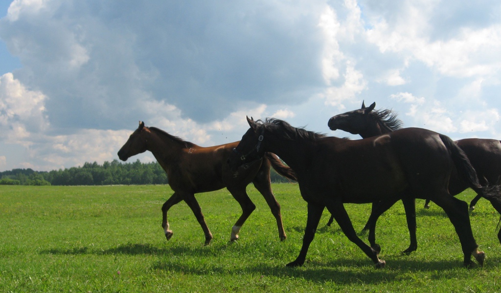 Русские породы лошадей