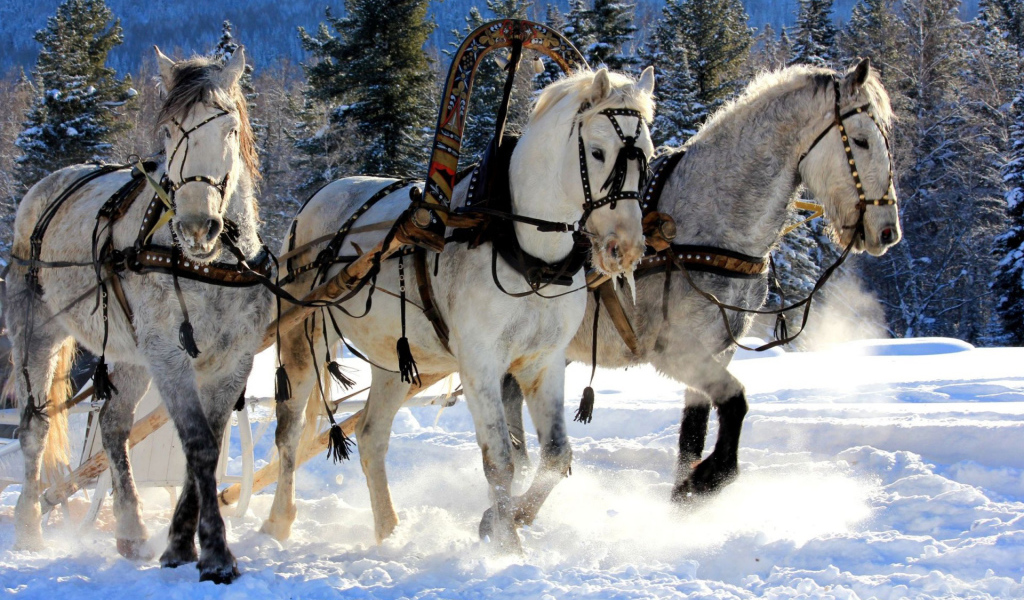 Русская лошадь