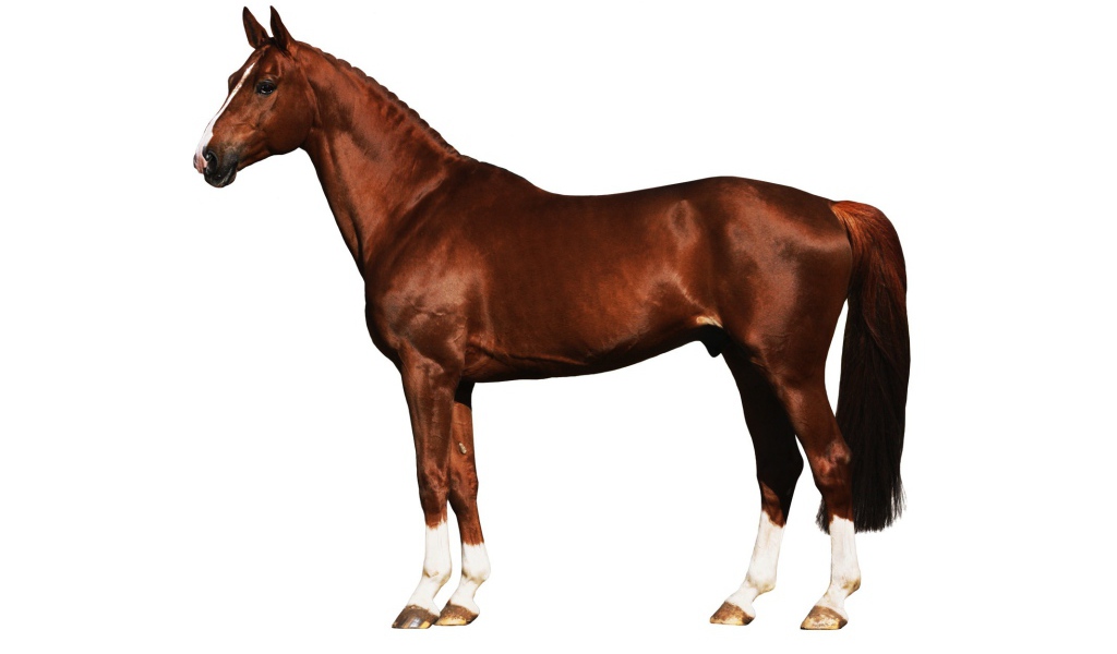 Подкованная лошадь