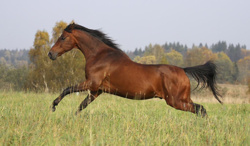 Умная лошадь