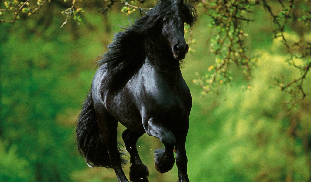 Испанские лошади