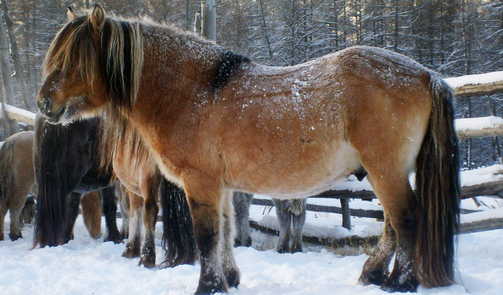 Сильные лошади