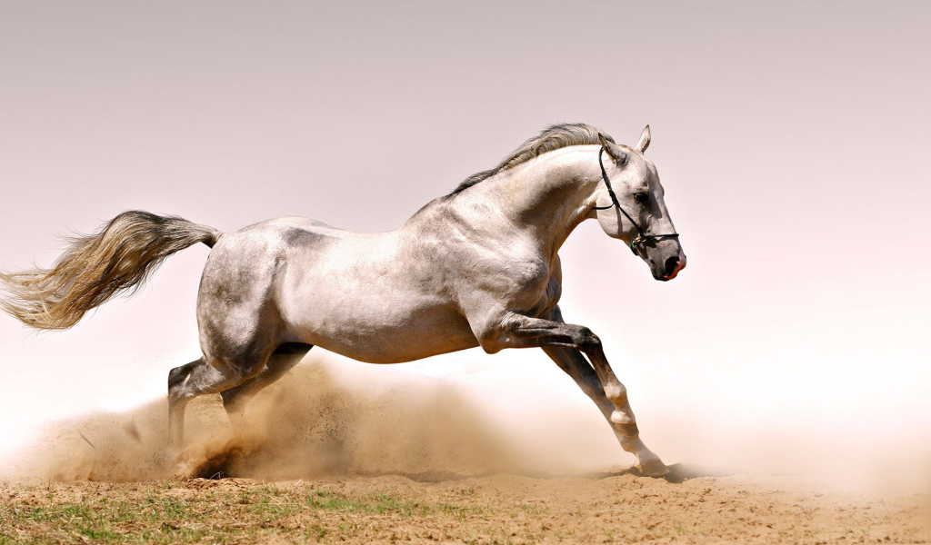 Быстрая лошадь
